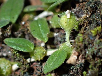 Bulbophyllum pygmaeum, photographed by Saryu Mae 前 朝琉