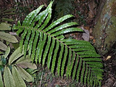 Parablechnum novae-zelandiae, photographed by Saryu Mae 前 朝琉