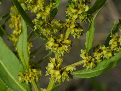 Rumex dentatus, photographed by Jacy Chen