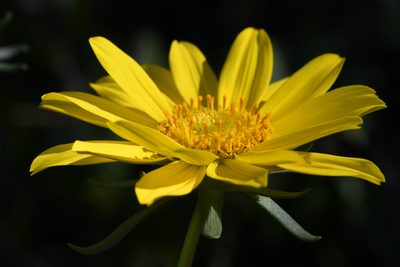 Coreopsis maritima, photographed by Trevor Van Loon