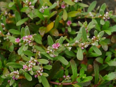Polygonum plebeium, photographed by Jacy Chen