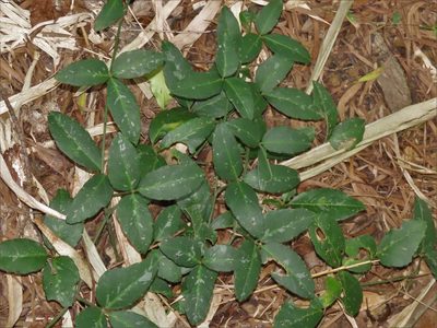 Tetrastigma formosanum, photographed by chiuluan