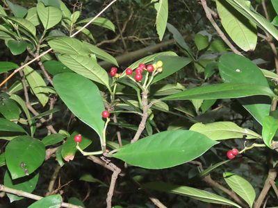 Psychotria asiatica, photographed by chiuluan