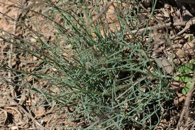 Porophyllum gracile, photographed by Madeleine Claire