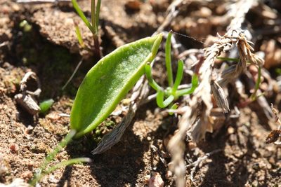 Ophioglossum californicum, photographed by Madeleine Claire