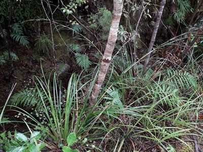 Gahnia pauciflora, photographed by naturewatchwidow