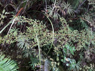 Coprosma microcarpa, photographed by naturewatchwidow