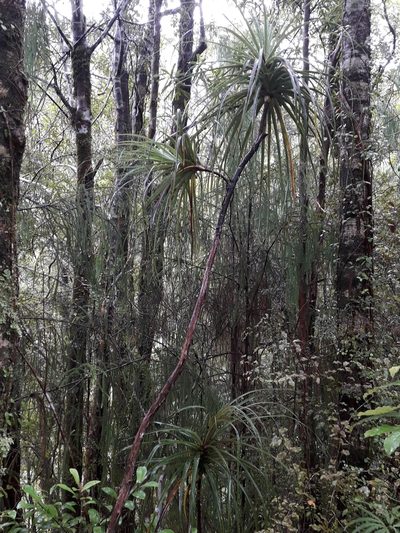 Dracophyllum elegantissimum, photographed by naturewatchwidow