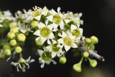 Adolphia californica, photographed by Trevor Van Loon