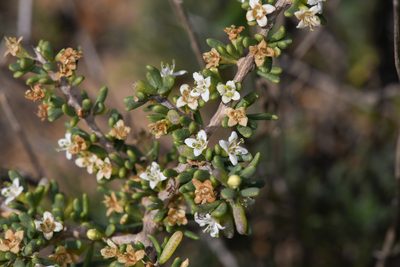 Lycium californicum, photographed by Trevor Van Loon