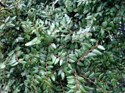 Nothofagus cliffortioides, photographed by John Barkla