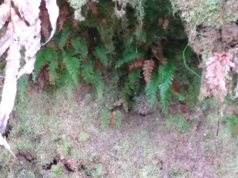 Abrodictyum strictum, photographed by Leon Perrie