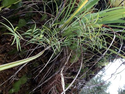 Dendrobium cunninghamii, photographed by naturewatchwidow
