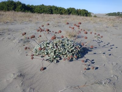 Eriogonum latifolium, photographed by Drew Meyer