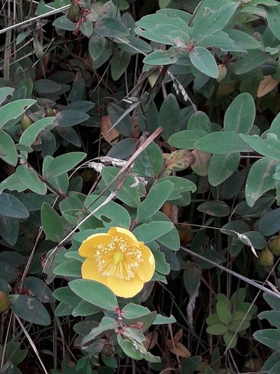 Hypericum henryi, photographed by naturewatchwidow