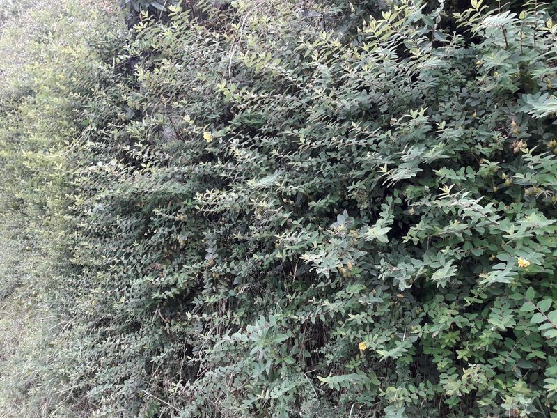 Hypericum henryi, photographed by naturewatchwidow