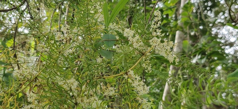 Asparagus racemosus, photographed by T R Shankar Raman