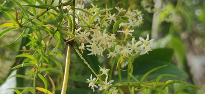 Asparagus racemosus, photographed by T R Shankar Raman