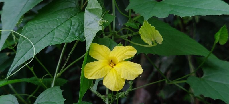 Momordica dioica, photographed by T R Shankar Raman
