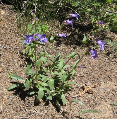 Penstemon leiophyllus, photographed by John Brew