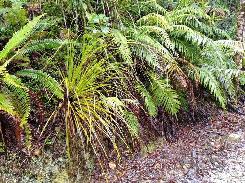 Gahnia pauciflora, photographed by Leon Perrie