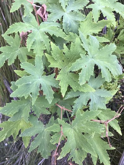 Pelargonium hispidum, photographed by Ren Hoekstra