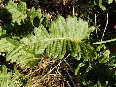 Polypodium calirhiza, photographed by Ed Alverson