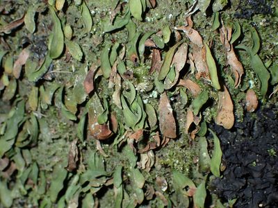 Loxogramme dictyopteris, photographed by Saryu Mae 前 朝琉