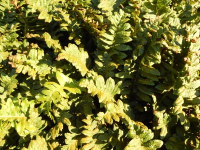 Polypodium calirhiza, photographed by Ed Alverson