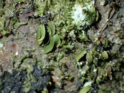 Loxogramme dictyopteris, photographed by Saryu Mae 前 朝琉