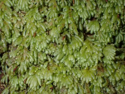 Catharomnion ciliatum, photographed by Saryu Mae 前 朝琉