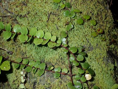 Metrosideros perforata, photographed by Saryu Mae 前 朝琉