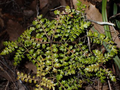 Phyllocladus trichomanoides, photographed by Saryu Mae 前 朝琉