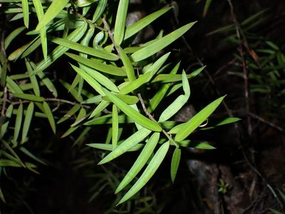 Agathis australis, photographed by Saryu Mae 前 朝琉