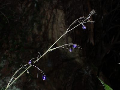 Dianella nigra, photographed by Saryu Mae 前 朝琉