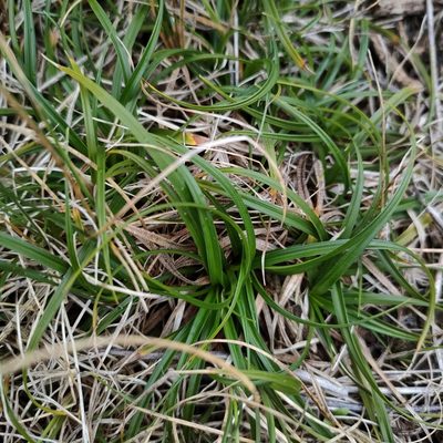 Carex breviculmis