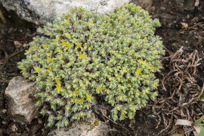 Paronychia depressa, photographed by Cecelia Alexander