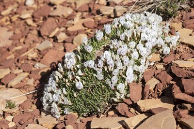 Astragalus simplicifolius, photographed by Cecelia Alexander