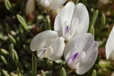 Astragalus simplicifolius, photographed by Cecelia Alexander