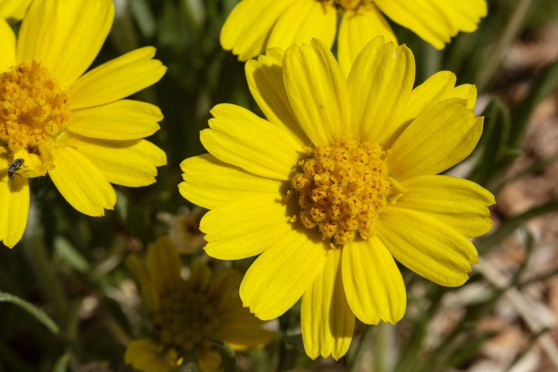 Tetraneuris torreyana, photographed by Cecelia Alexander