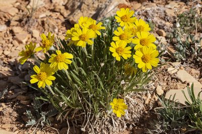 Tetraneuris torreyana, photographed by Cecelia Alexander