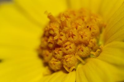 Tetraneuris torreyana, photographed by Cecelia Alexander