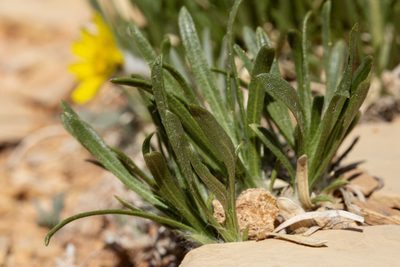 Tetraneuris torreyana, photographed by Cecelia Alexander