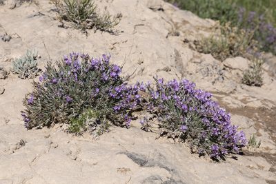 Astragalus spatulatus, photographed by Cecelia Alexander