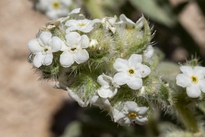 Oreocarya thyrsiflora, photographed by Cecelia Alexander