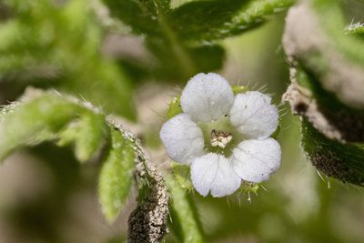 Ellisia nyctelea, photographed by Cecelia Alexander