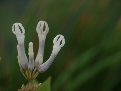 Ceropegia rollae, photographed by Dinesh Valke