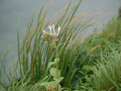 Ceropegia rollae, photographed by Dinesh Valke