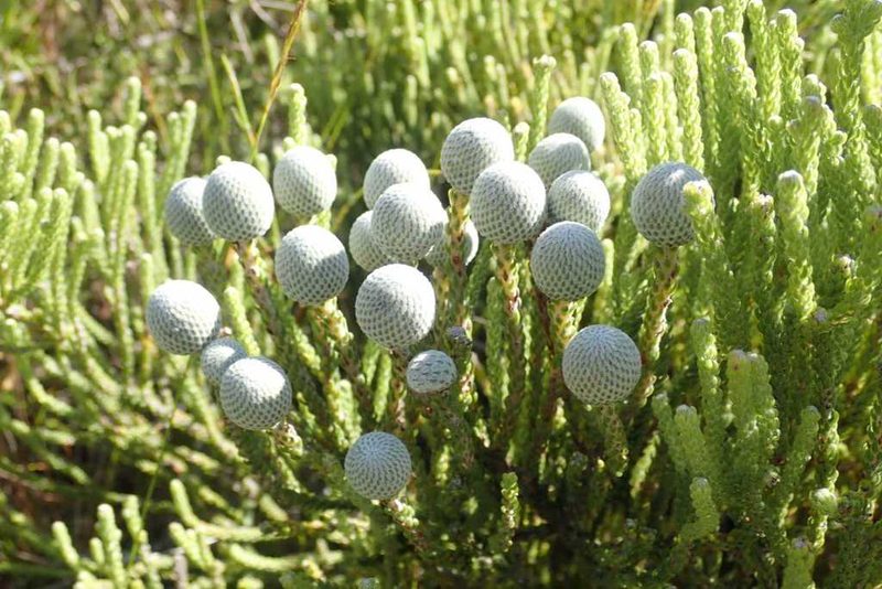 Brunia neglecta, photographed by Andrew Deacon