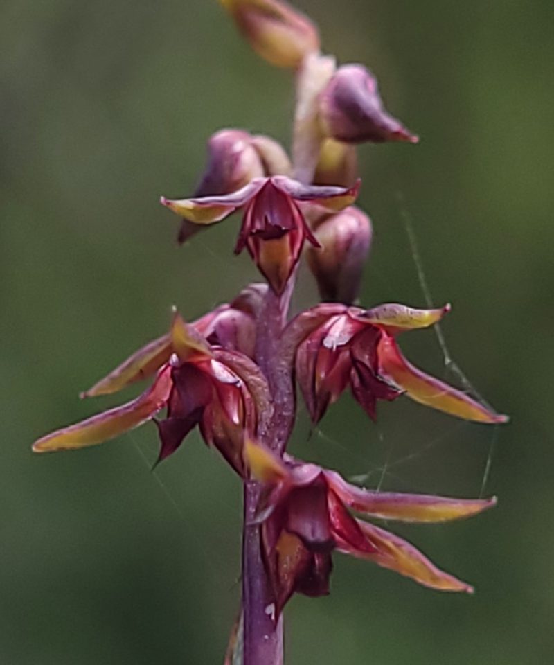 Genoplesium mucronatum, photographed by Eamonn Culhane
